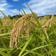 令和5年度　コシヒカリ　30kg 新米　玄米　　