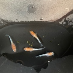 もりたんめだか無人販売所の画像