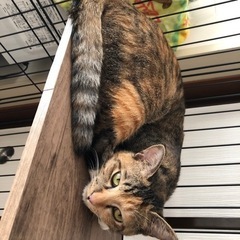 急募です