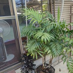 (新規お問合せ停止中)テーブルヤシ＋コルディリネ パープルコンパクタあげますの画像