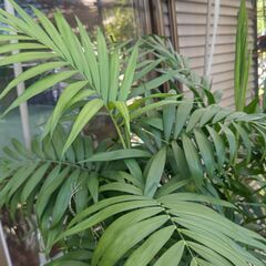 (新規お問合せ停止中)テーブルヤシ＋コルディリネ パープルコンパクタあげますの画像