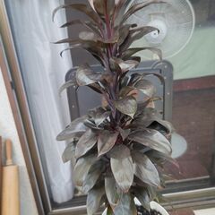 (新規お問合せ停止中)テーブルヤシ＋コルディリネ パープルコンパクタあげますの画像