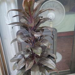 (新規お問合せ停止中)テーブルヤシ＋コルディリネ パープルコンパクタあげますの画像