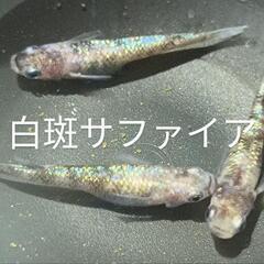 【開成町】9月2日　メダカ販売