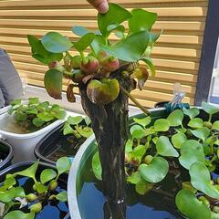 ほてい草の画像