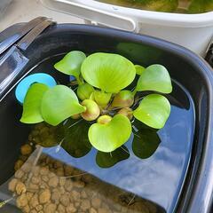 ほてい草
