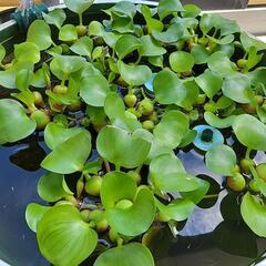 ほてい草の画像