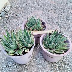 残り2 鉢！　鉢付き 綾 錦の画像