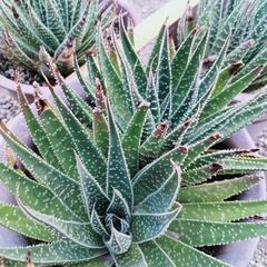 残り2 鉢！　鉢付き 綾 錦の画像