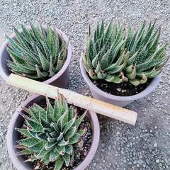 残り2 鉢！　鉢付き 綾 錦の画像