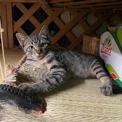 オスの子猫です！