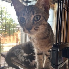 キジトラ仔猫オス４ヶ月