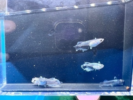 ミッドナイトフリルめだか