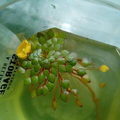 水草(ウｵ−タ−ダイア)の画像