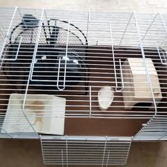 ハリネズミ 飼育セット