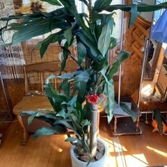 フェイクグリーン 大型 訳ありの画像