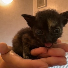 無事引取先見つかりそうです。ご連絡1人ずつお返しいたします − 千葉県