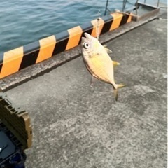 釣り初心者です。 - その他
