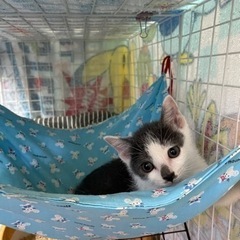 元気いっぱいポン太くん2ヶ月保護猫