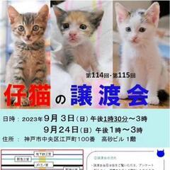 猫の譲渡会in三宮