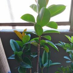 観葉植物 ゴムの木　高さ　160㎝　鉢付きの画像