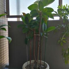 観葉植物 ゴムの木　高さ　160㎝　鉢付き