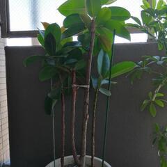 観葉植物 ゴムの木　高さ　160㎝　鉢付きの画像