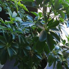 観葉植物★シュフレラ カポック 高さ 130cm 横幅100cm★大鉢付きの画像