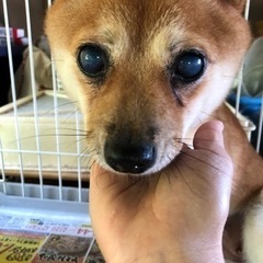 豆柴　2歳　家族が決まりました - 高崎市