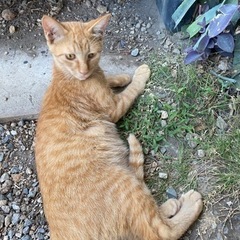 猫大好きな方助けて下さい。（再開しました）