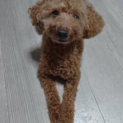 トイプードル