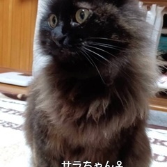 サビ猫長毛　サラちゃん