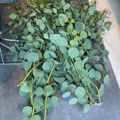 ユーカリポポラス　大量切り枝