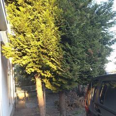 大きい木の枝を落としてください