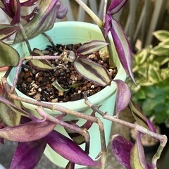 トラディスカンチア★ 観葉植物　鉢ごと