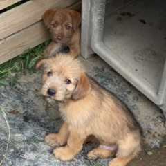 子猫、成猫、子犬の譲渡会のお知らせ