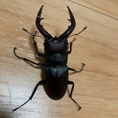 コクワガタ40匹ぐらい。ノコギリペア付き( ˊ̱˂˃ˋ̱ )