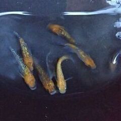 ユリシス　幼魚　１０匹③の画像