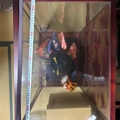 日本人形の画像