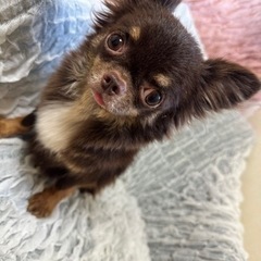 1歳チワワの男の子🌙