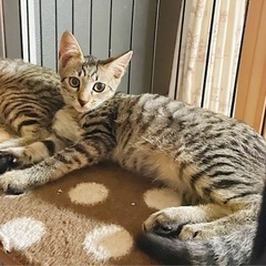 キジトラ仔猫メス４ヶ月