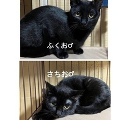 ブラック兄弟