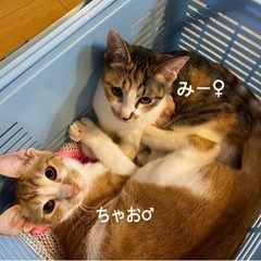ビビり兄妹がここまで馴れました。