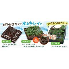 ニッソー 育てる水草の種 育成プレートセットの画像