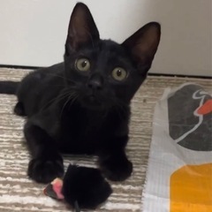 可愛くてちっちゃい黒猫の男の子　9/10参加します♪