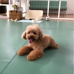 9月ワンコミーティング🐶 − 愛知県