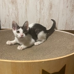 個性的なハチワレの女の子　子猫だらけの里親会に参加します