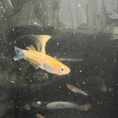 レッドクリフ紅白の画像