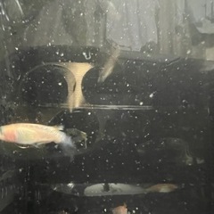 レッドクリフ紅白の画像