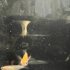 レッドクリフ紅白の画像